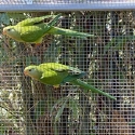 2025 SUPERB PARROT HEN