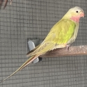 2025 PRINCESS PARROTS