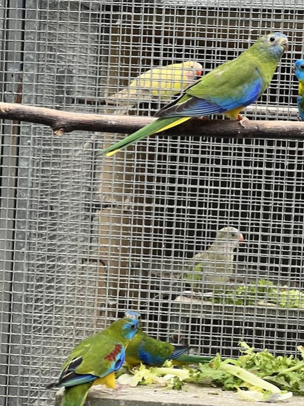PURE GREEN TURQUOISINE NEOPHEMAS