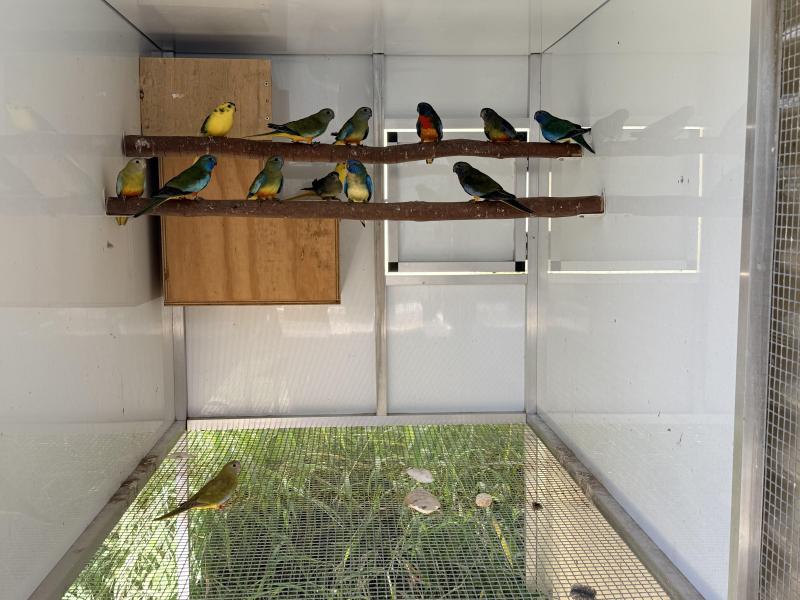 Scarlet chested parrots