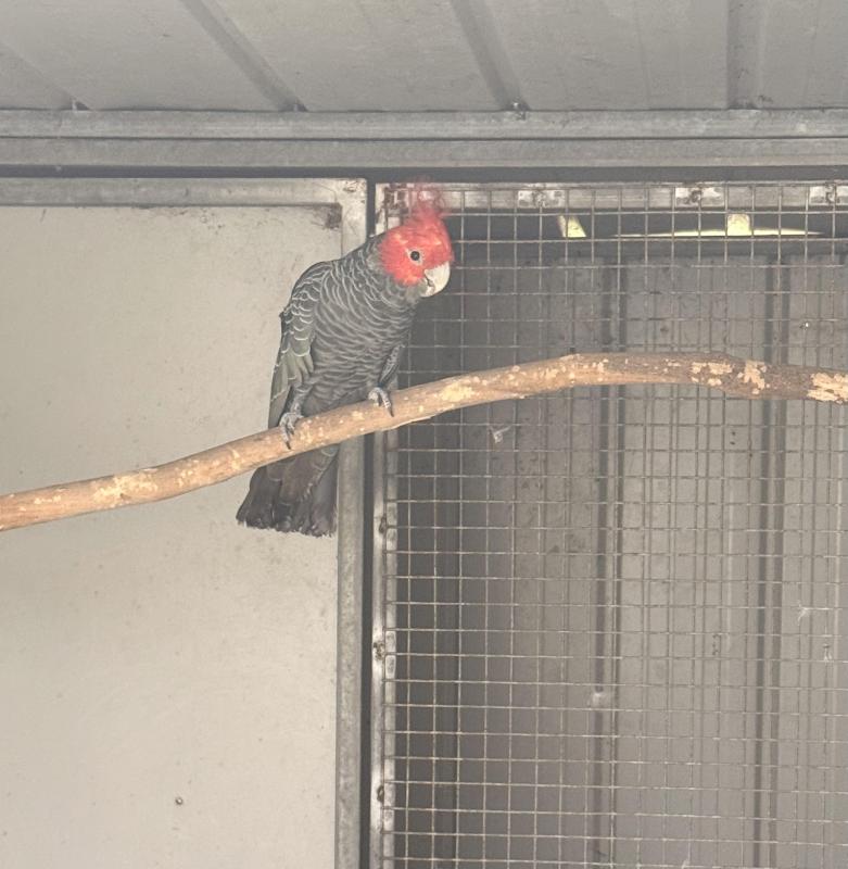 Mature Gang Gang cock bird