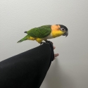 Hand raised black capped caique