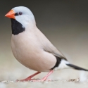 Finches Available -Avicultural Delights