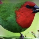 Finches Available -Avicultural Delights