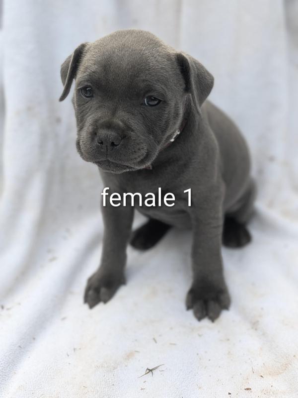 Pure Bred English Blue Staffordshire