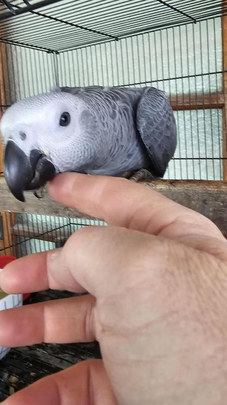 African Greys Breeding Pair and young