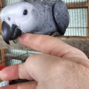African Greys Breeding Pair and young