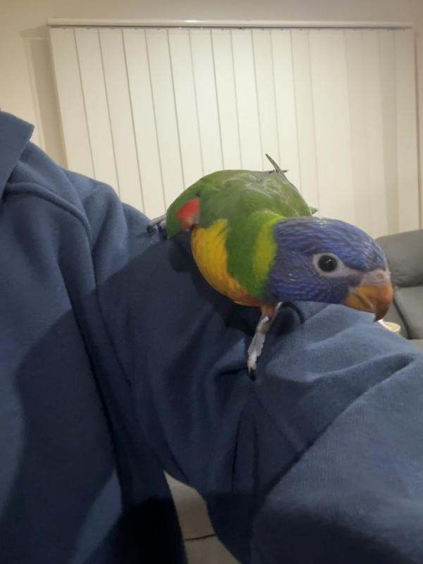 Hand reared rainbow lorikeet
