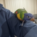 Hand reared rainbow lorikeet