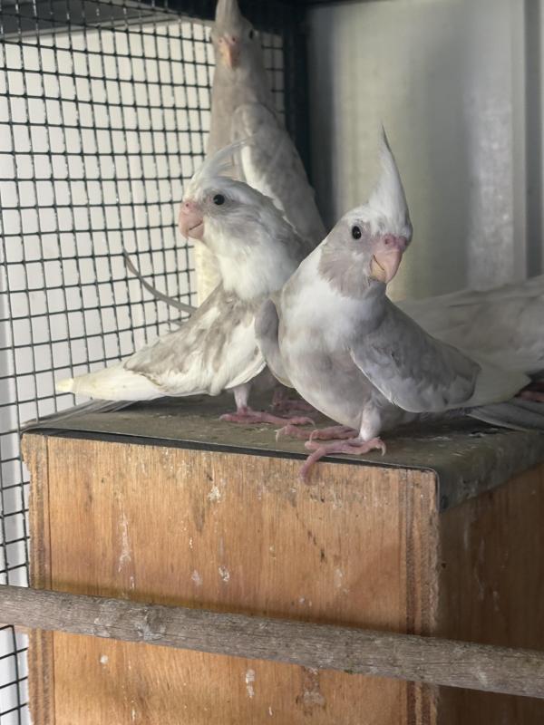 WHITEFACE OLIVE PIED COCKATIELS many other colours