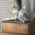 WHITEFACE OLIVE PIED COCKATIELS many other colours