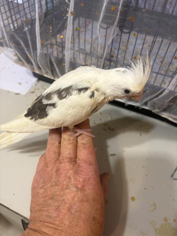 Hand reared baby cockatiels 8 weeks old