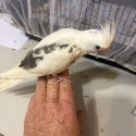 Hand reared baby cockatiels 8 weeks old