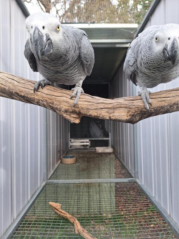 2024 African grey's
