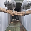 2024 African grey's