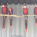 PARENT REARED FEMALE SCARLET MACAW.