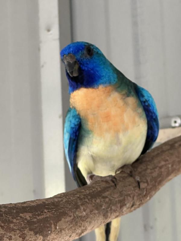 Scarlet chested parrots