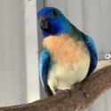 Scarlet chested parrots