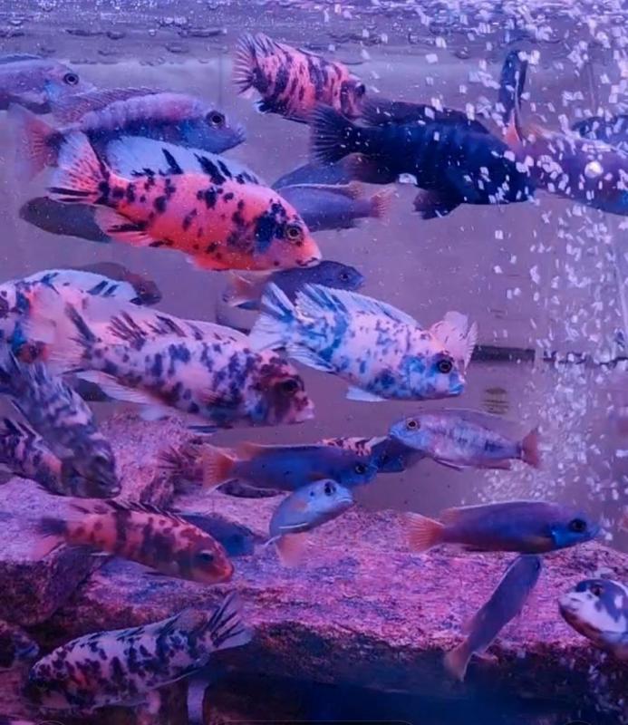 African cichlids