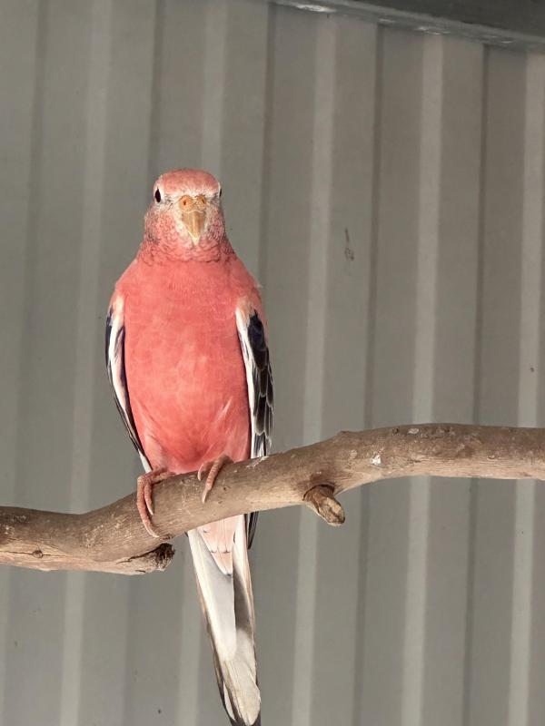 Bourke parrots for sale
