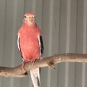 Bourke parrots for sale