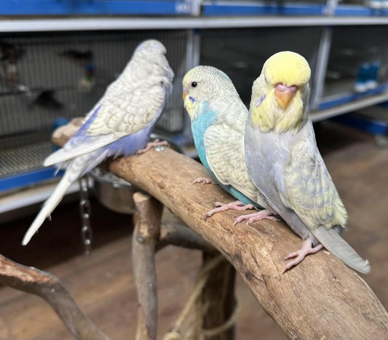 Hand Raised Budgies