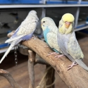 Hand Raised Budgies