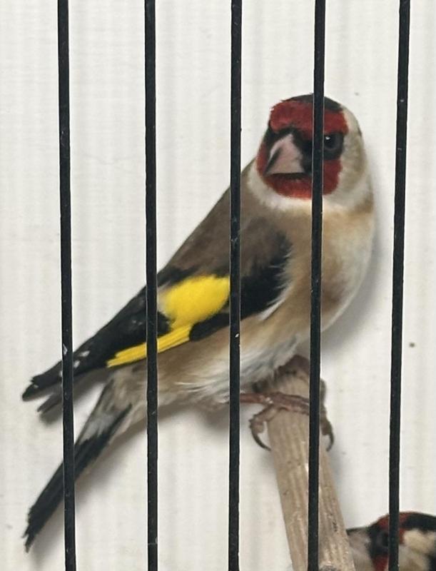 European Gold finch