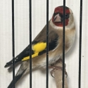 European Gold finch