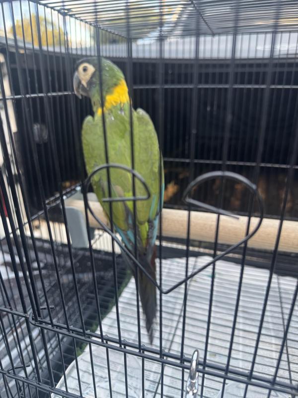 Yellow collar macaw hen