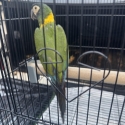 Yellow collar macaw hen