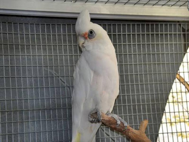 Looking to buy parrot