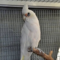 Looking to buy parrot