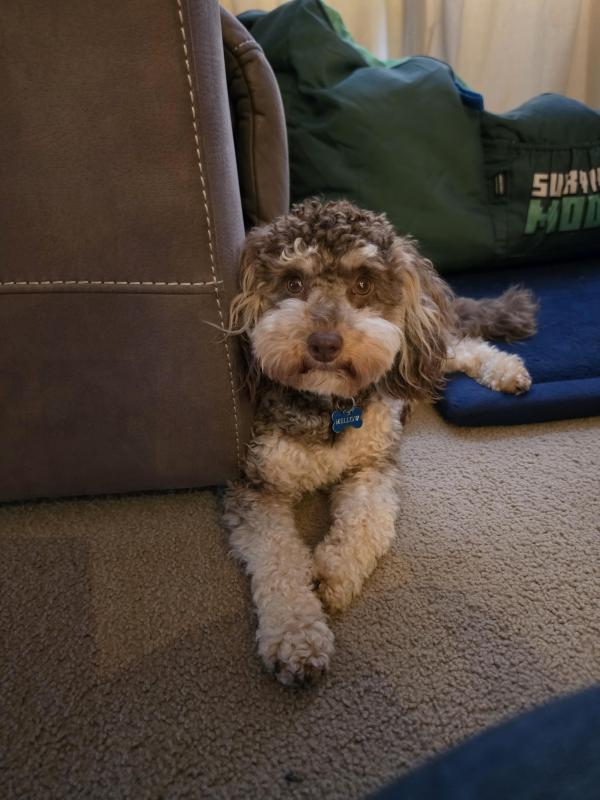Available for stud duties TOY POODLE