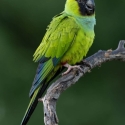 WTB - Handraised Nanday Conure
