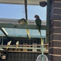 ALEXANDRINE breeding pairs Hand raised
