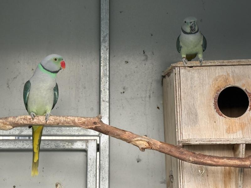 Malabar Parrots