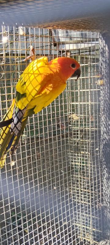 Sun conures