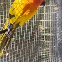 Sun conures