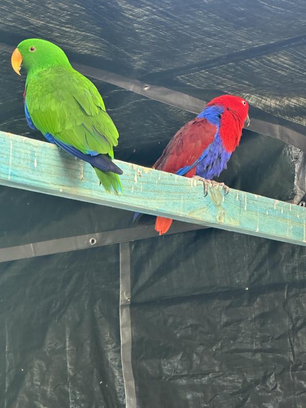 Eeclectus breeding pairs