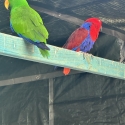 Eeclectus breeding pairs