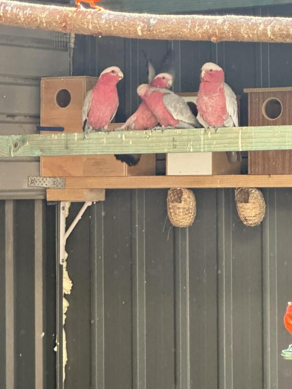 Galah breeding pairs