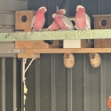 Galah breeding pairs