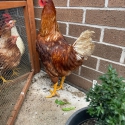 Roosters for sale