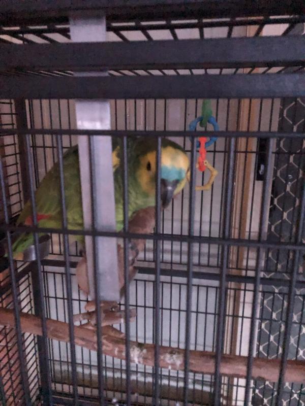 Amazon Pair