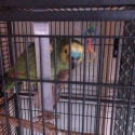 Amazon Pair