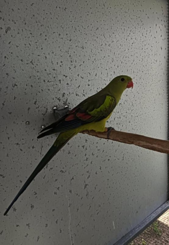 Wanted Male Regent Parrot