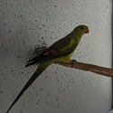 Wanted Male Regent Parrot