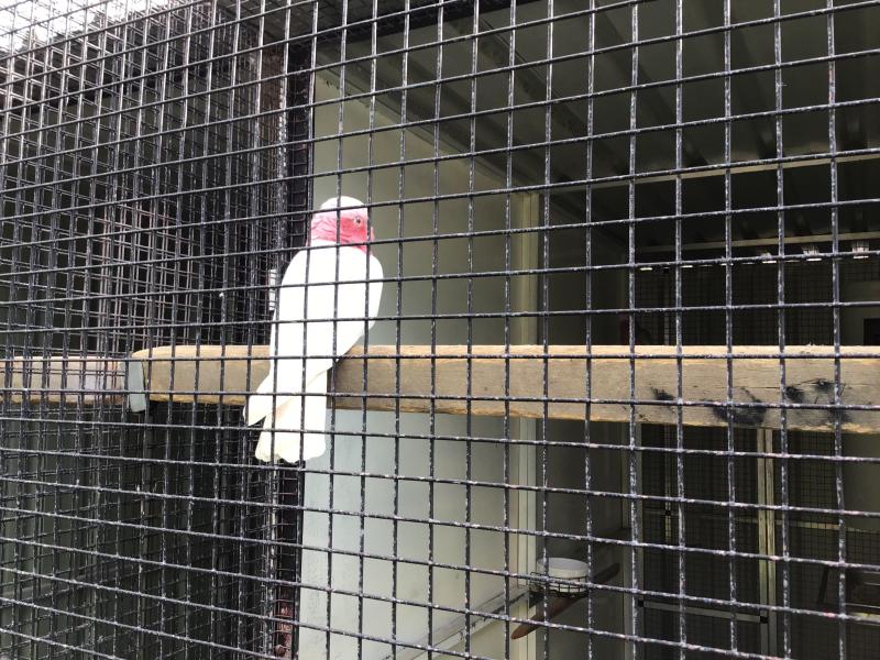Lutino galah cock