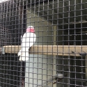 Lutino galah cock
